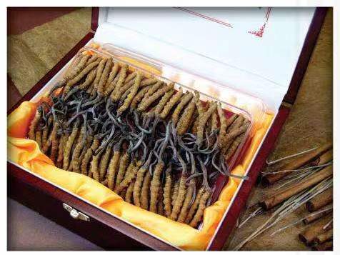 茂县冬虫夏草回收